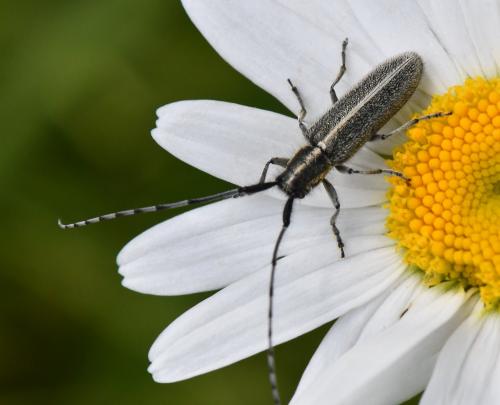 Agapanthia cardui